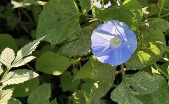 川の中は雑草だらけ。