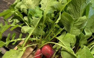 ワクワク農園🥬🥕🍅