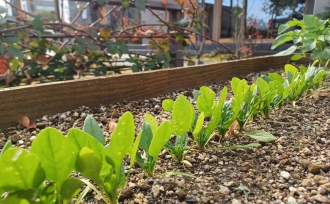 冬本番!キッチンガーデン🥕