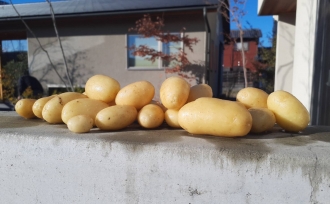 じゃがいも収穫!「ふたつやね」冬のキッチンガーデン