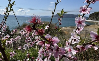 ロックガーデンの春