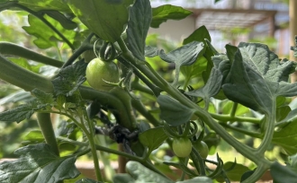 ぐんぐん育つ!キッチンガーデン日記🍅