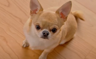 愛犬家のみなさまへ