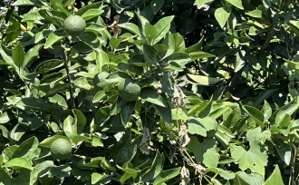 当たり前の奇跡~父が残してくれた畑にて~