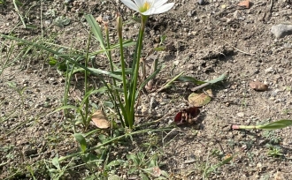 雑草の中の小さな発見と万博の思い出