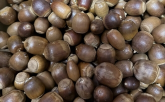 クラフトで使うどんぐり。