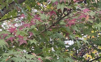 金倉苑の「自由ノート」