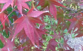 四季を感じる和趣の庭。