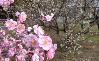 梅の花。