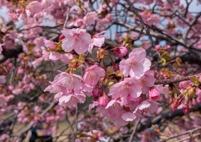 ひと足早い春の足音🌸