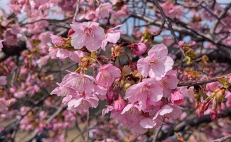 ひと足早い春の足音🌸