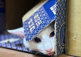 舌をしまい忘れるうちの猫🐈